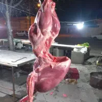 جوجه بوقلمون برنز آمریکایی یک ماه تا ۶۰ روزه