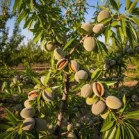 مرکز فروش بهترین نهال‌ها با کیفیت و قیمت مناسب|خدمات باغبانی و درختکاری|طارم, |دیوار