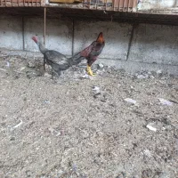 تخم مرغ لاری نسل معتبر ژنرال