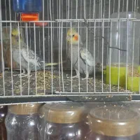 عروس هلندی پرو بال صاف|پرنده|مشهد, آزادشهر|دیوار