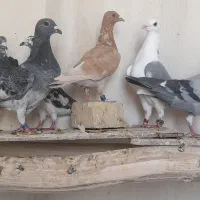کبوتر