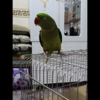 شاه طوطی ماده