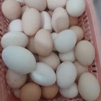 تخم مرغ محلی نطفه دار