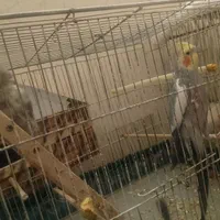 عروس هلندی آوازه خوان با رقص بازیگوش مولدکار داده|پرنده|نسیمشهر, |دیوار