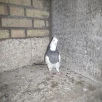 طوقی دوتا و سینه ای بچ|پرنده|دزفول, |دیوار