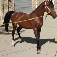 کره اسب جوان دره شور