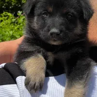 سگ ژرمن شپردورک نردوماه شاه توله فی ۱۵م ت