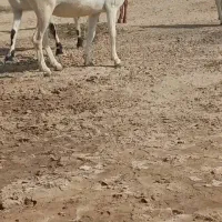 بز داشتی|حیوانات مزرعه|برازجان, |دیوار