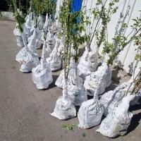 پیشفروش نهال انجیر یزدی|خدمات باغبانی و درختکاری|بابا حیدر, |دیوار