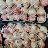 سیر صادراتی