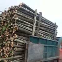 خرید نقدی چوب و درخت|خدمات باغبانی و درختکاری|میاندوآب, |دیوار