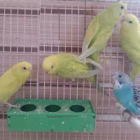 پرنده|پرنده|تربت جام, نظامی|دیوار