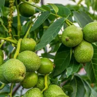 شروع پیش فروش نهال گردو فرنور دوساله|خدمات باغبانی و درختکاری|نوبران, |دیوار