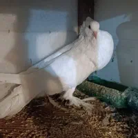 کبوتر ابومریم بادکنکی زینتی|پرنده|چمستان, |دیوار