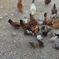 جوجه محلی اصل کرچ شو ۲ ماهه|حیوانات مزرعه|بندر ترکمن, |دیوار