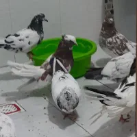 کبوتر|پرنده|سرپل ذهاب, |دیوار