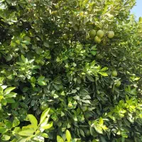 اجاره باغ مرکبات|خدمات باغبانی و درختکاری|نورآباد ممسنی, |دیوار