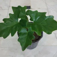 گل بنسای آدنیوم.قاشقی سبز.لب ماتیکی.قطره باران