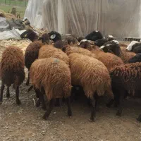 گوسفند|حیوانات مزرعه|سیمین شهر, |دیوار