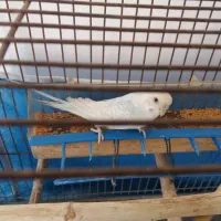 مرغ عشق نر