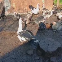 فروش اردک اسراییلی و غاز لیندا|حیوانات مزرعه|ساری, |دیوار