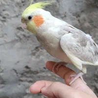 دو عدد عروس هلندی|پرنده|کوهدشت, |دیوار