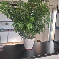 گل طبیعی و گلدان|گل و گیاه طبیعی|جوانرود, |دیوار