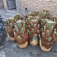 قطع نخل و مرکبات در باغ و منزل