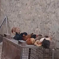 مرغ