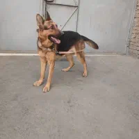 توله سگ ژرمن|سگ|قرچک, پارس سرام|دیوار