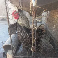 خروس
