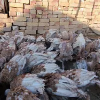 بوقلمون بوربون قرمز غول پیکر آمریکایی نژاد دار|حیوانات مزرعه|میانه, |دیوار