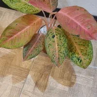 گل آپارتمانی