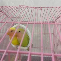 طوطی برزیلی زیبا شیتون|پرنده|قرچک, مهدیه|دیوار