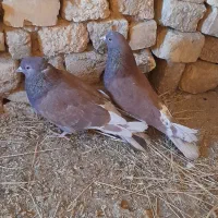 دو جفت کفتر سرخ پرشی|پرنده|فریدونشهر, |دیوار