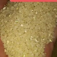 برنج کامفیروزی اصل|خوردنی و آشامیدنی|شیراز, شهرک فرزانگان|دیوار