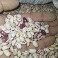 لوبیا چیتی  370 چینی و قاطی پاتی نیست