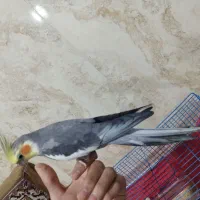 یه جفت طوطی عروس نر سخنگو رام|پرنده|بابل, |دیوار