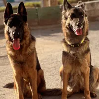 سگ ژرمن|سگ|اشتهارد, |دیوار