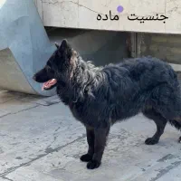 سگ ژرمن شپرد پرز بلند