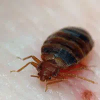 سمپاشی سم پاشی متخصص ساس و سوسک «۱۰۰٪تضمینی»|خدمات نظافت|پاکدشت, پاکدشت (مامازند)|دیوار