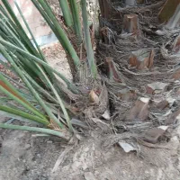 پاجوش برحی|گل و گیاه طبیعی|بندر ماهشهر, |دیوار