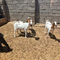 دام زنده|حیوانات مزرعه|آباده, |دیوار