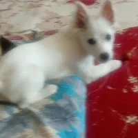 توله اشپیتز گوش روباهی خونگی|سگ|فیروزآباد (فارس), |دیوار