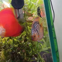 ماهی دیسکس|ماهی|مشهد, ایثار|دیوار