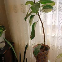 فروش گل طبیعی|گل و گیاه طبیعی|تربت‌حیدریه, ترمینال|دیوار