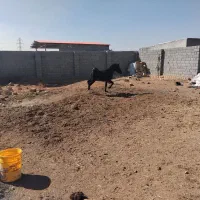 اسب نریون یکسال و نیمه|اسب و تجهیزات اسب‌سواری|مبارکه, |دیوار