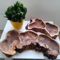 اردو خوری چوب گردو جنگلی
