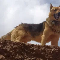 سگ ژرمن
