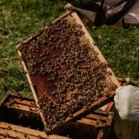 فروش عمده عسل